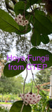 Hoya Fungii (Hanging Basket)