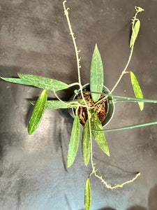 Hoya SR 2007-13 in a Hanging Basket