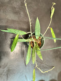 Hoya SR 2007-13 in a Hanging Basket