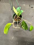 Hoya Michele (Hanging Basket)