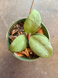 Hoya Ovalifolia