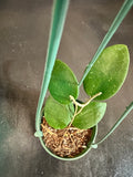 Hoya Wilbergiae (Hanging Basket)