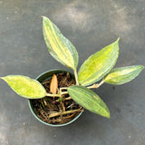 Hoya Latifolia 'Pot of Gold' AKA 'macrophylla pot of gold'
