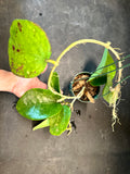 Hoya Loyceandrewsiana AKA 'Dinner Plate" (hanging basket)