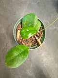 Hoya RB Dick (EPC 196)