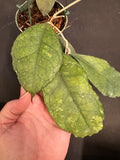 Hoya Chicken Farm hanging basket