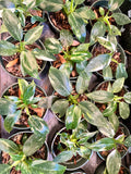 Philodendron White Princess