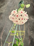 Hoya Matilde