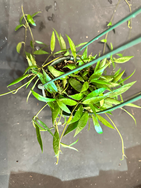 Hoya Lacunosa Poonsak hanging basket