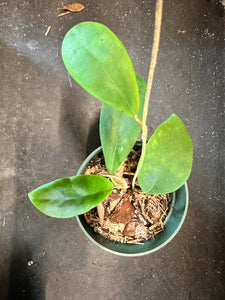 Hoya Crassicaulis