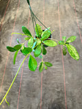 Hoya Benitotanii (IML 1830) (Hanging Basket)