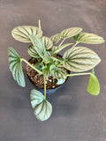 Peperomia Frost