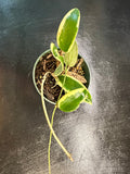 Hoya Verticillata "white margins" aka albo marginata