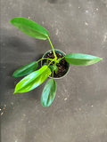 Philodendron Bette Waterbury (69686) aka Big Ears
