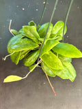 Hoya Incrassata (Hanging Basket)