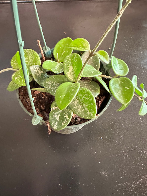 Hoya Mathilde hanging basket