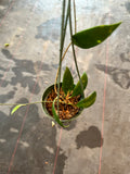 Hoya Revoluta in a Hanging Basket