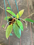 Hoya Latifolia (hanging basket)