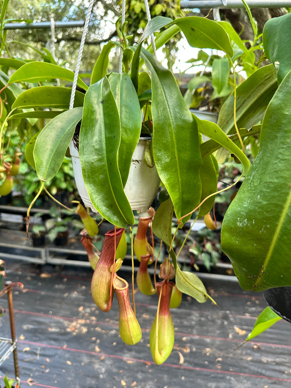 Nepenthes Alata aka Carnivorous Pitcher Plant in a 6” hanging basket