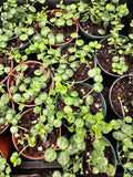 Peperomia Prostrata aka String of Turtles