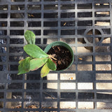 Hoya Erythrina’Bajo’