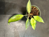 Hoya Latifolia 'Pot of Gold' AKA 'macrophylla pot of gold'