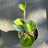 Hoya Obovata (Albo inner variegated)