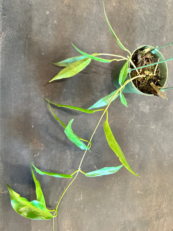 Hoya Kaimuki (Macgillvrayii x Archboldiana)