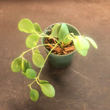 Hoya Kastbergii