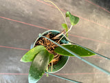 Hoya EPC 301 (black leaf) in hanging basket