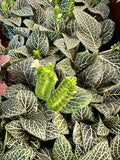 White Fittonia