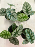 Silver Dragon Alocasia aka Alocasia Baginda