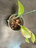 Hoya Tjadasmalangensis (Hanging Basket)