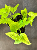 Ipomoea Batatas Marguerite aka Sweet Potato Vine