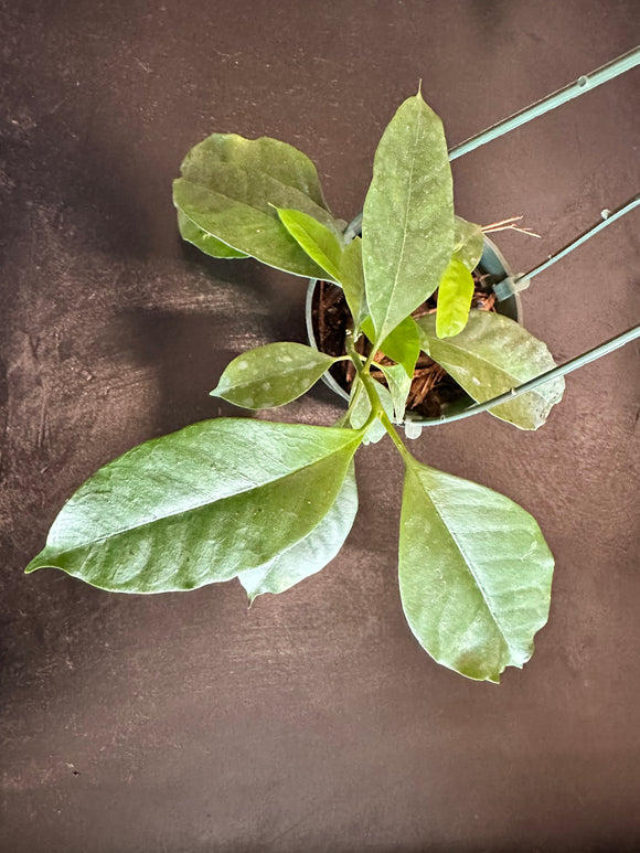 Hoya Multiflora (Shooting Star) hanging basket