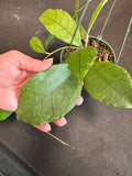 Hoya Finlaysonii (ripple) hanging basket