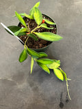 Hoya Burtoniae variegated aff.