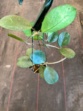 Hoya Obovata (Hanging Basket)