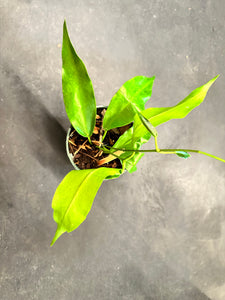 Hoya ‘Seanie’ Archboldiana x Onychoides