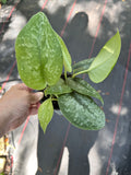 Scindapsus Silver Splash