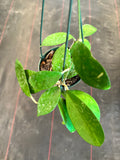 Hoya Forbesii aff. sp. UT 012 (EPC 700) in a Hanging Basket