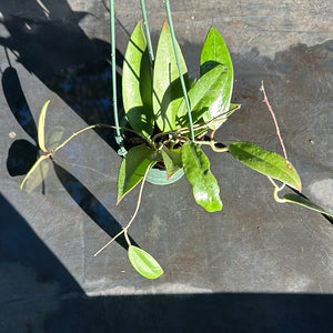 Hoya EPC 145 (Hanging Basket)