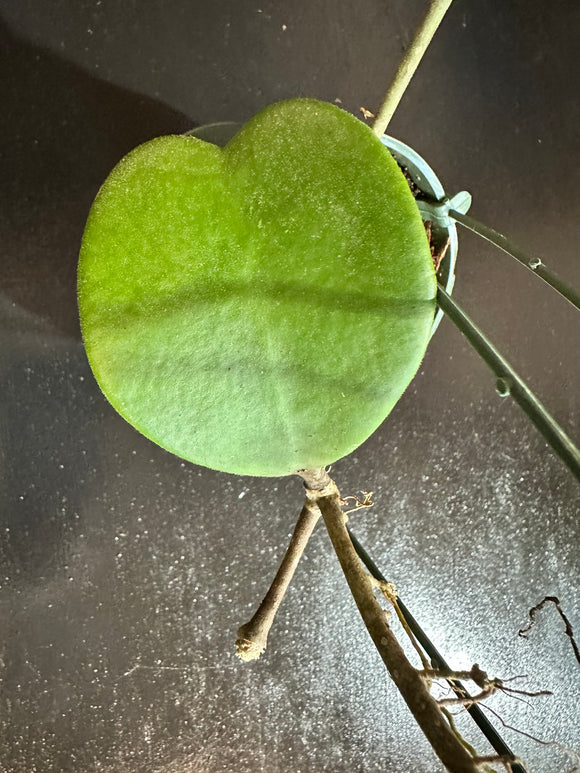 Hoya Kerrii fuzzy (Hanging Basket)