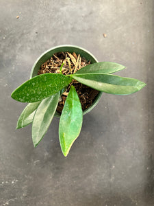 Hoya India (IML 1598)