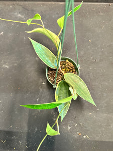 Hoya Latifolia Albo margins hanging basket