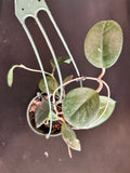Hoya Fungii (Hanging Basket)