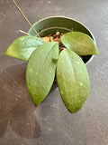 Hoya Wilbergiae