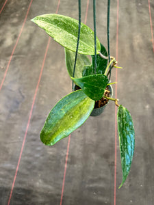 Hoya Clandestina (hanging basket)