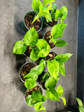 Epipremnum Aureum ‘Global Green’ (Pothos)