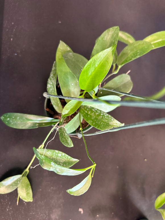 Hoya ‘Black Dragon’ pubicorolla in a hanging basket